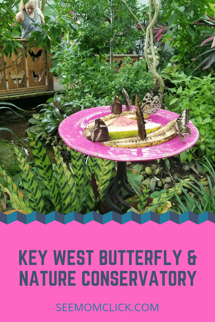 Key West Butterfly Conservatory See Mom Click