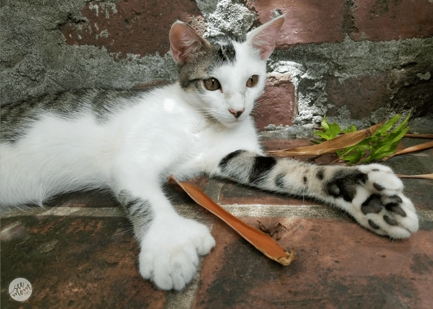 The Cats Of The Ernest Hemingway Home And Museum In Key
