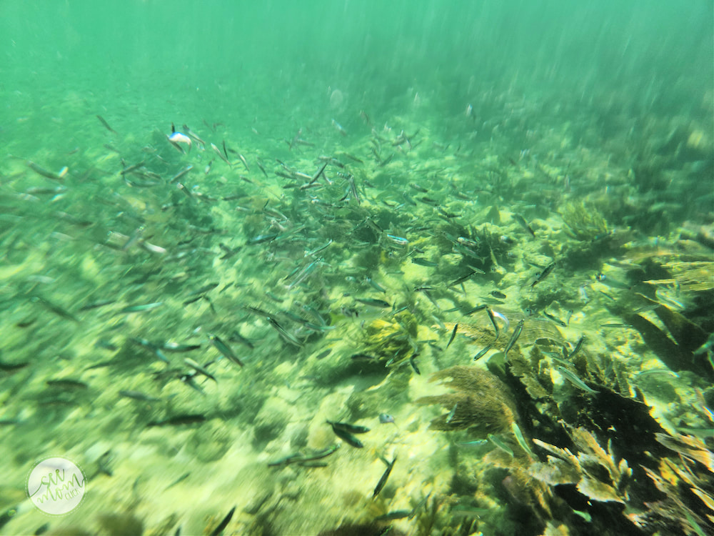 Amazing Snorkeling in Islamorada in The Florida Keys See Mom Click